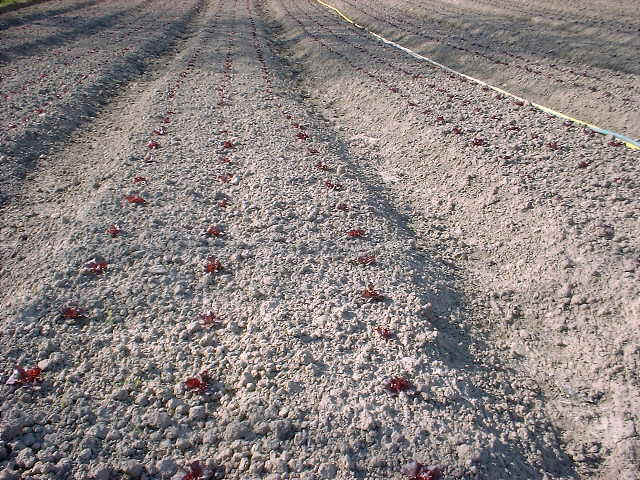 beddfres_12.JPG (139631 bytes)